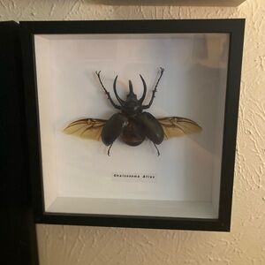 Framed Chalcosoma Atlas Beetle Display